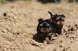YORKSHIRE TERRIER 449